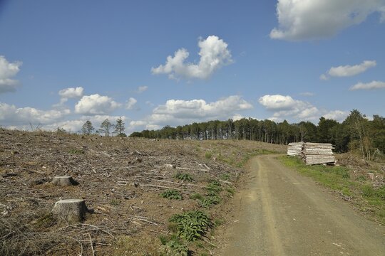 Forest path with wood pile on the side, forest destroyed by the bark beetle in the background, Wilnsdorf, North Rhine-Westphalia, Germany