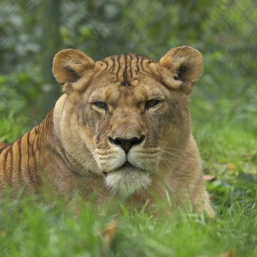 Lion (Panthera leo), female, portrait, captive, Salzburg Zoo, Austria