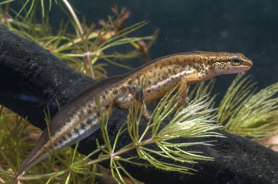 Threaded newt, Lissotriton helveticus, palmate newt, Triturus helveticus, amphibians, amphibians, caudata, amphibians, males, newts, newts, tailed amphibians, water newts