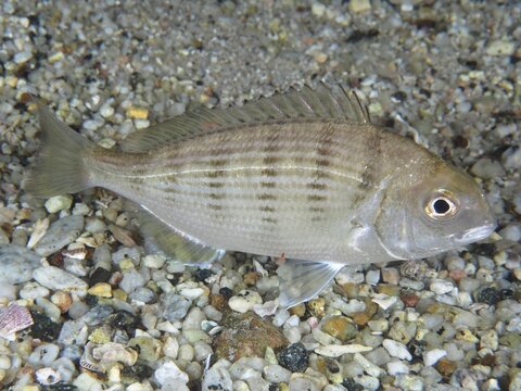 A striped fish, the white stumpnose (Rhabdosargus globiceps), on the seabed in False Bay, Cape of Good Hope, Cape Town, South Africa