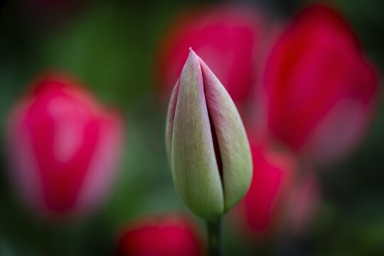 Tulip bud, pink tulips that have already opened in the background, Germany