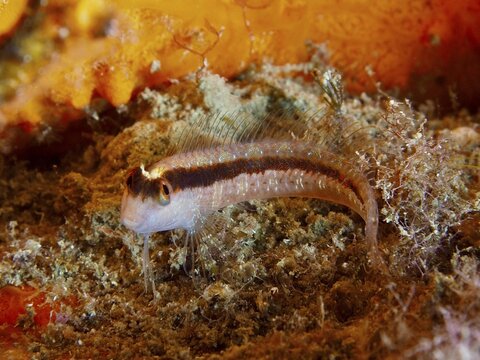 A small, slender fish with conspicuous stripes, longitudinal stripe blenny (Parablennius rouxi), lies on an orange sea floor, dive site Giens Peninsula, Mediterranean Sea, Porquerolles, Provence, C&ocirc;te d'Azur, France