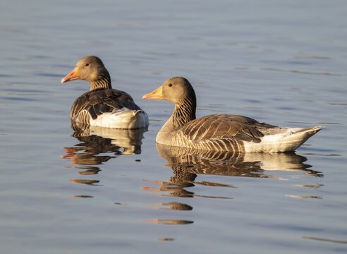 Greylag goose (Anser anser), greylag geese swimming on a pond, in the warm morning light, Lower Saxony, Germany