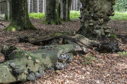 Tinder fungus (Fomes fomentarius) on a dead European beech (Fagus sylvatica), Emsland, Lower Saxony, Germany