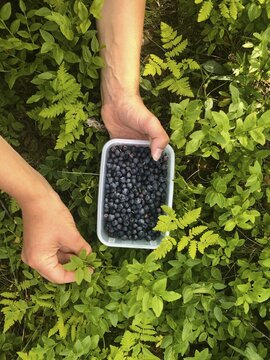 Hands holding box of blueberries, picking blueberries, Norway