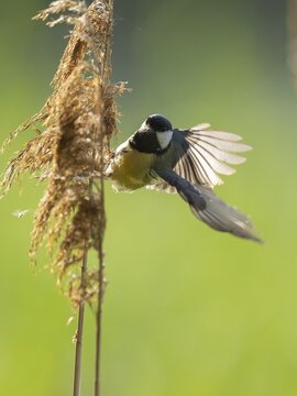 Great tit (Parus major) foraging for seeds on reeds (Phragmites australis), Lower Saxony, Germany