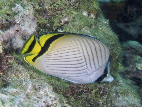 Butterflyfish with yellow accents, vagabond butterflyfish (Chaetodon vagabundus), swimming above a coral reef. Dive site Gondol Reef, Gondol, Bali, Indonesia