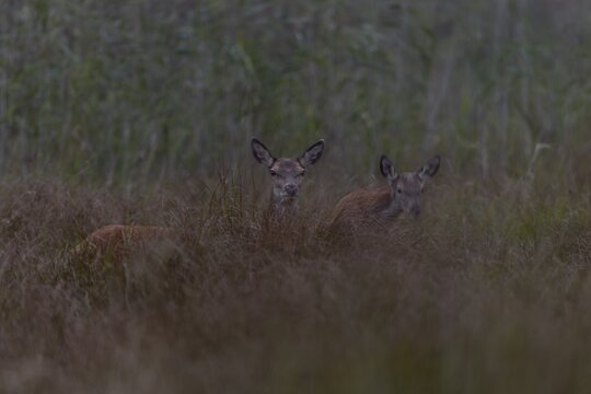 In almost complete darkness, a red deer (Cervus elaphus) with calf crosses a marshy meadow, the young animal obviously has problems moving in this muddy area, mating season, marshy landscape, Germany