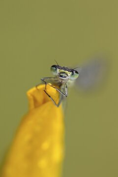 Common blue damselfly (Enallagma cyathigerum) adult insect on a yellow flag iris flower in summer, Norfolk, England, United Kingdom