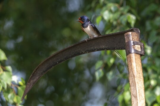 Hirundo rustica, barn swallow, birds, passeri, swallows, scythe, songbirds, songbirds, birds
