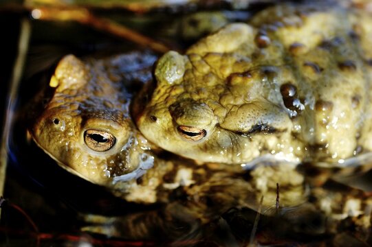A pair of common European toads ( Bufo bufo ) pairing in water