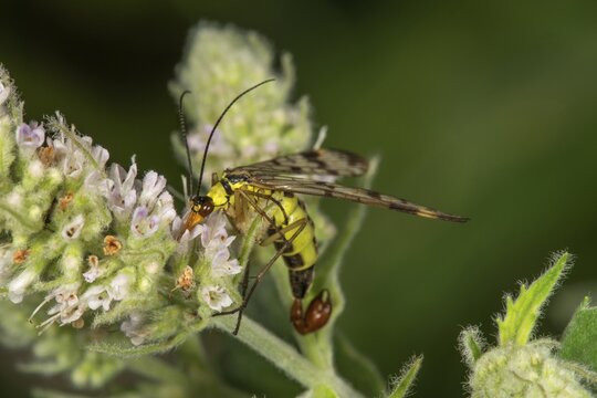 Common scorpionfly (Panorpa communis) male nibbling flower nectar on horse mint (Mentha longifolia), Baden-W&uuml;rttemberg, Germany