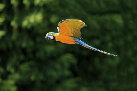 Blue and yellow macaw (Ara ararauna), adult, flying, parrot, Brazil