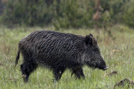 A wild boar boar (Sus scrofa) crosses a forest aisle in the rain, only a few metres away from me, rainy, May, Denmark