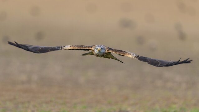 Red kite (Milvus milvus), flying over a field, Extremadura, Spain