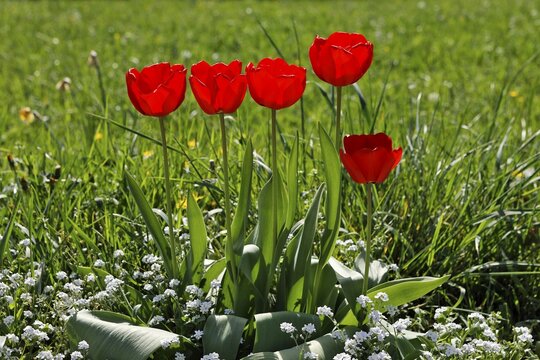 Red tulips