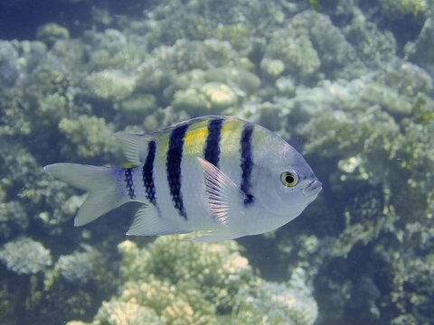 Indo-Pacific sergeant (Abudefduf vaigiensis), Strait of Tiran dive site, Sinai, Egypt, Red Sea