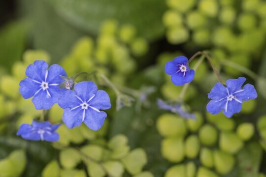 Gedenkemein (Omphalodes verna), flowers in front of maidenhair fern (Adiantum capillus-veneris), Emsland, Lower Saxony, Germany