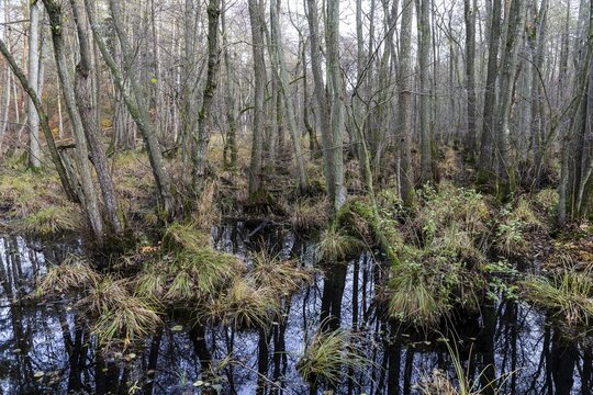 Moorland in the pristine Dar&szlig;wald, Dar&szlig;, Fischland-Dar&szlig;-Zingst, Western Pomerania Lagoon Area National Park, Mecklenburg-Western Pomerania, Germany
