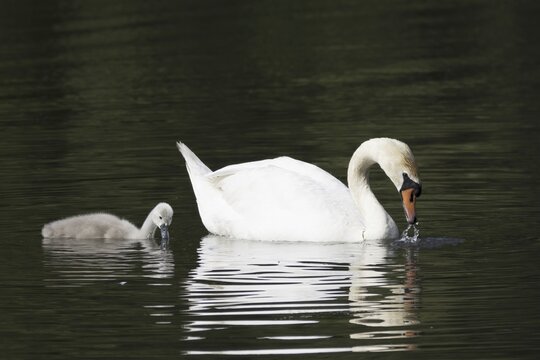 Mute swan (Cygnus olor) with young bird on the water, Hesse, Germany