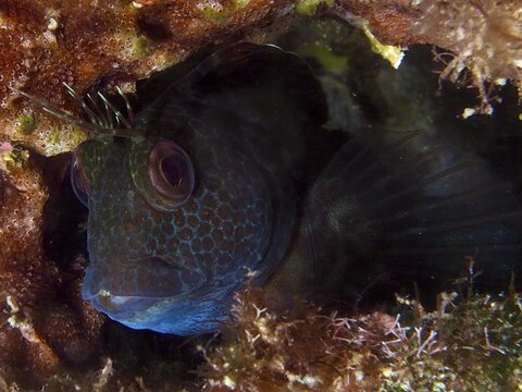 A ringneck blenny (Parablennius pilicornis), with its eyes in close-up, dive site: Cap de Creus Marine Protected Area, Rosas, Costa Brava, Spain, Mediterranean Sea