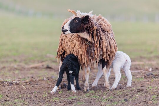 A female Jacob sheep (Ovis ammon F. aries) is nursing her two lambs in a meadow. Austria