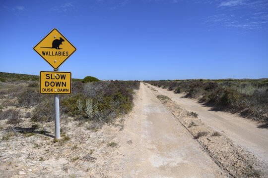 Beware of wallabies sign, Dirk Hartog Island National Park, named after the Dutch navigator of the same name, Dirk Hartog Island, Shire of Shark Bay, State of Western Australia, Australia