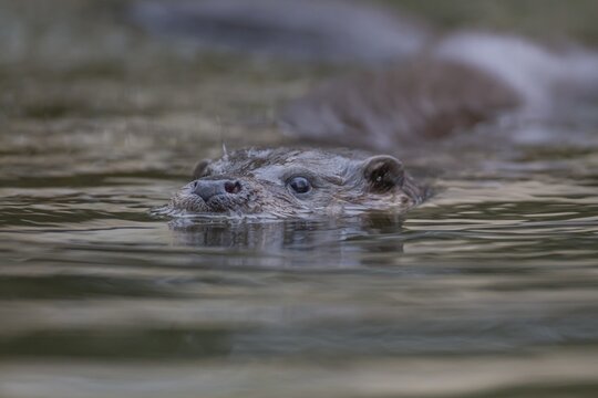 European otter (Lutra lutra) adult swimming in a river, Norfolk, England, United Kingdom