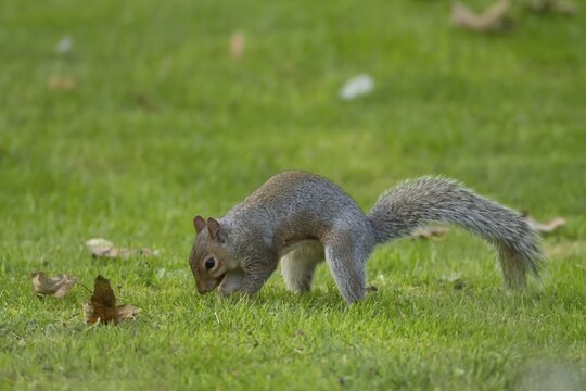 Grey squirrel (Sciurus carolinensis) adult animal burying a nut in a garden lawn, Suffolk, England, United Kingdom