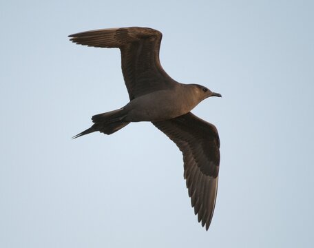 Arctic hunter, arctic skua, arctic tern, Norway, parasitic hunter, parasitic skua, parasite predatory gull, stercorarius parasiticus, varanger, birds, charadriiformes, flying, flight, limikolen, predatory gulls, stercorariidae, birds