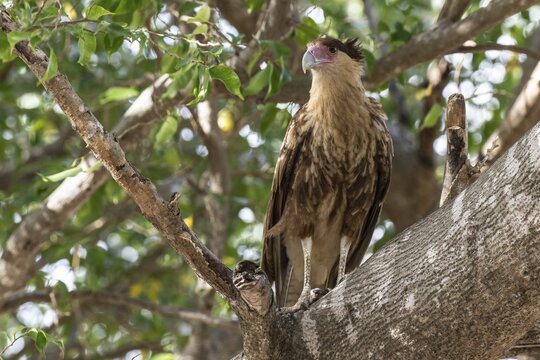 Crested caracara (Caracara plancus), Curacao
