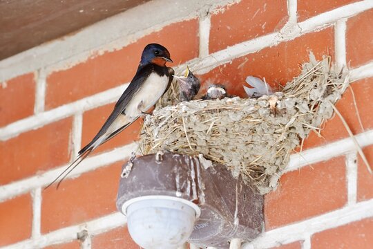 Barn Swallow (Hirundo rustica) with chicks in the nest, Schleswig-Holstein, Germany