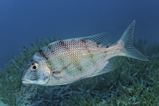 Sea bream (Sparidae) over seagrass meadow, Red Sea, Jordan
