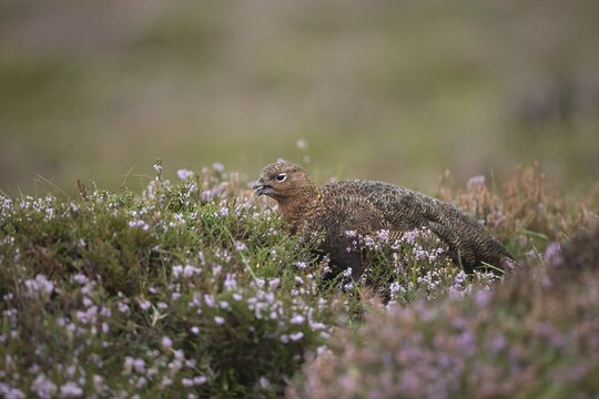 Red grouse (Lagopus lagopus scotica) adult female bird feeding on a Summer moorland in flowering Heather plants, Yorkshire, England, United Kingdom