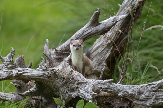 Stoat (Mustela erminea), on an old root, captive, Germany