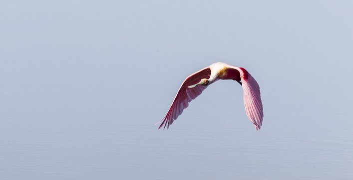 Roseate Spoonbill (Ajaia ajaja), Ding Darling National Wildlife Refuge, Sanibel Island, Florida, USA