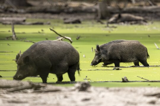 Wild boar (Sus scrofa) running through a pond, Germany