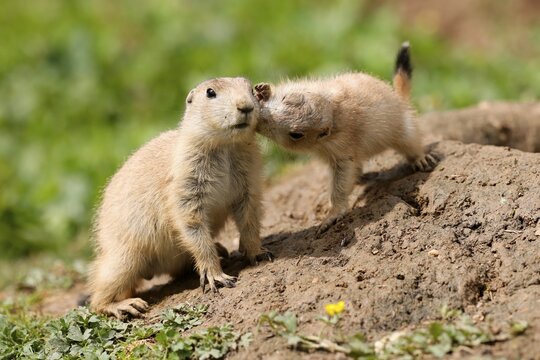 Black-tailed Prairie Dog (Cynomys ludovicianus) Young at the burrow, Germany