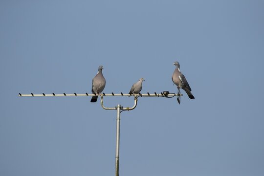 Wood pigeon (Columba palumbus) two adult birds with a Collared dove (Streptopelia decaocto) between them on a television TV aerial, England, United Kingdom