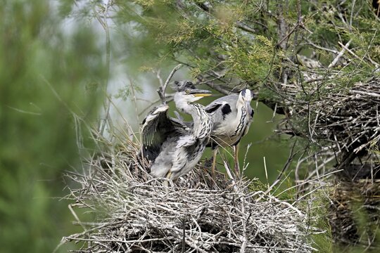 Grey heron (Ardea cinerea), standing on a nest with a chick, Camargue, southern France