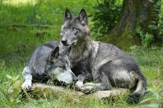 Timberwolf, American wolf Mackenzie Valley Wolf (Canis lupus occidentalis), two wolves lying in a meadow, Captive, France