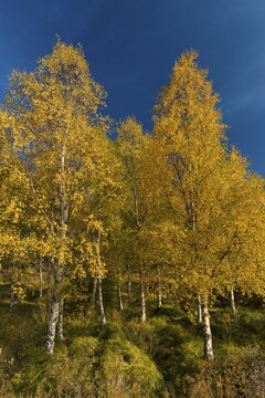 Autumnally coloured birch trees (Betula pendula), Lake Lagarflj&oacute;t, near Egilssta&eth;ir, East Iceland, Iceland