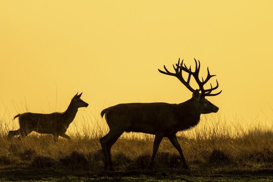 Red deer (Cervus elaphus) in the rutting season, Hoenderloo, Gelderland, Netherlands