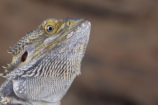 Bearded Dragon (Pogona Vitticeps) adult lizard animal head portrait, England, United KIngdom, Captive