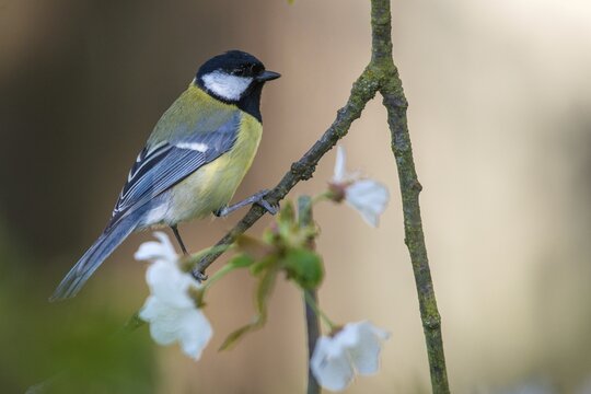 Great tit, great tit, fruit tree blossom, parus major, birds, spring, tits, passeri, songbirds, spring, tits, birds