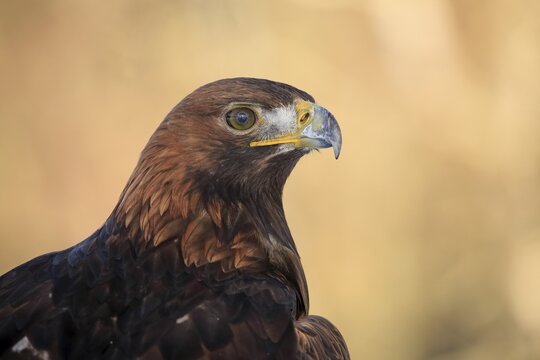 Golden eagle (Aquila chrysaetos), adult, animal portrait, in winter, &Scaron;umava, Czech Republic