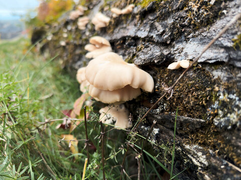 Des champignons sur le tronc d'un arbre mort en for&ecirc;t. Champignon et mousse sur un arbre.	
