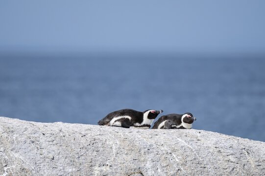 Two spectacled penguins (Spheniscus demersus) sunbathing on a rock, Boulder Beach, Western Cape, Simon's Town, South Africa