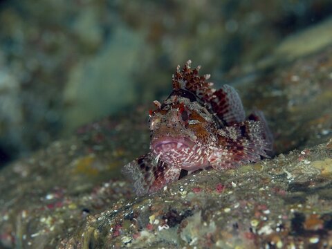A small scorpionfish, Little Dragonhead (Scorpaena notata), rests camouflaged on the seabed, surrounded by natural textures and subtle colors in the Mediterranean near Hy&egrave;res, Giens Peninsula diving site, Porquerolles, Provence, C&ocirc;te d'Azur, France