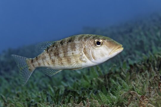 Yellowfin road sweeper (Lethrinus erythropterus), on seagrass meadow, Red Sea, Jordan